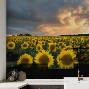 Sunflowers in Sweden