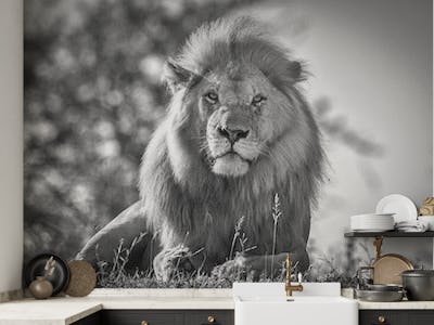 Monochromatic lion king