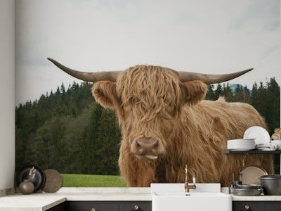 Highland Cow 3