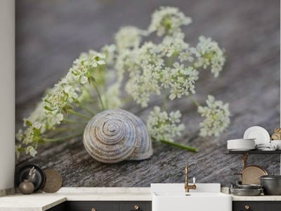 Wild Parsley And Snail Shell