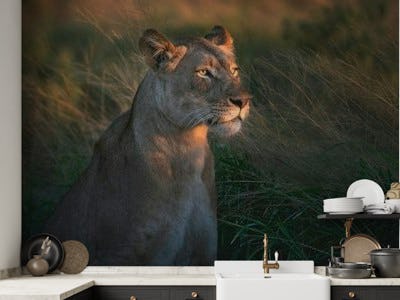 Lioness at first day ligth