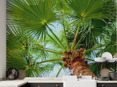 Bright Moroccan Palm