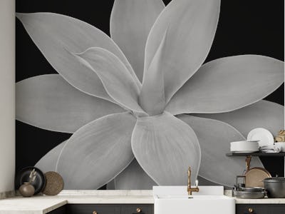 Gray Black Agave Romance 1