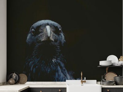 Bird Raven