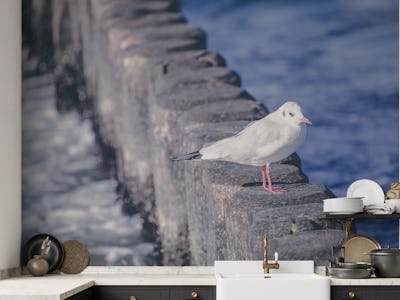 Seagull Relaxing