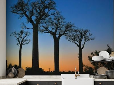 Baobab trees in the sunset