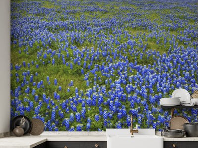 Bluebonnet Meadow