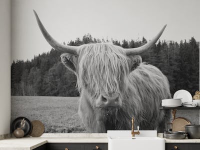Highland Cow 6