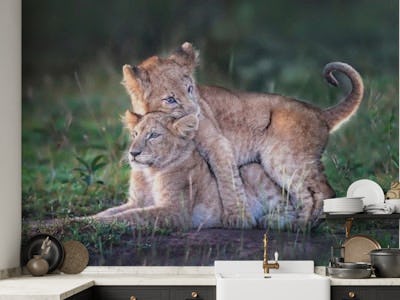 Playful lion cubs