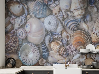 Seashell Paradise