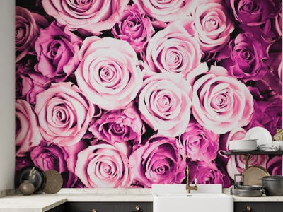 Pink roses