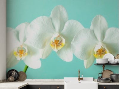 Elegant Orchid Stem
