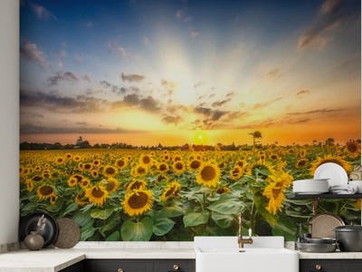 Gorgeous sunflower field at sunset