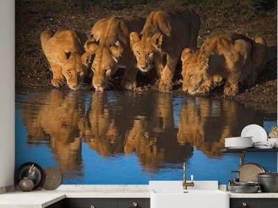 Lions of Mara