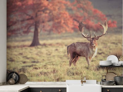 Stag Roaming Free