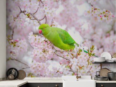 Parakeets on Blossom