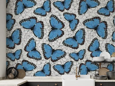 Blue morpho butterflies 2