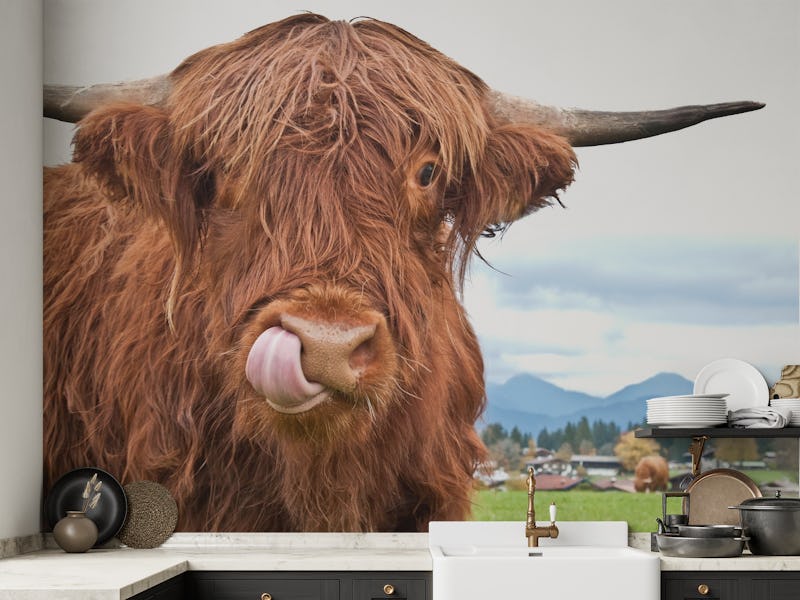 Cute Highland Cow 1