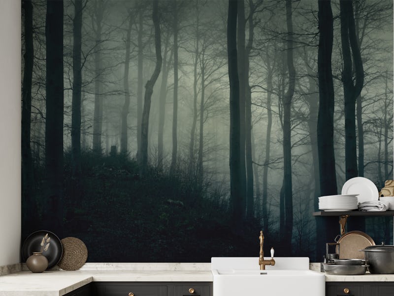 Foggy dark forest