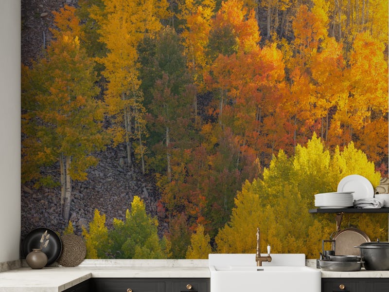Autumn Highlights