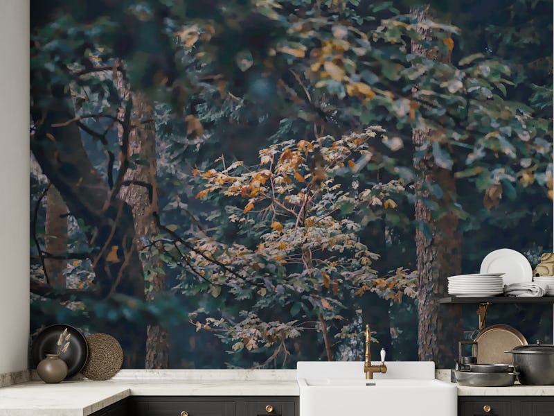 Forest Awakens