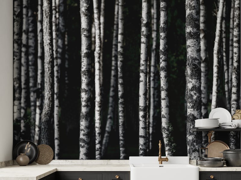Birch Trees Dark