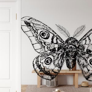 Emperor moth drawing