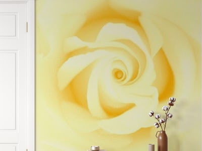 Yellow Beauty Rose 1