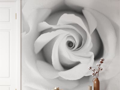 Black White Beauty Rose 1
