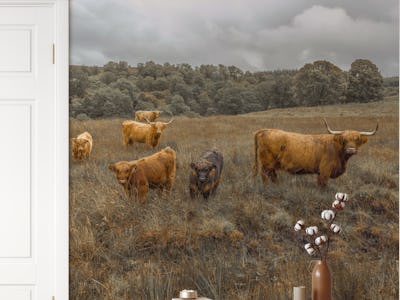 Highland Cattle Serenity