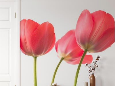 Red Tulips 3