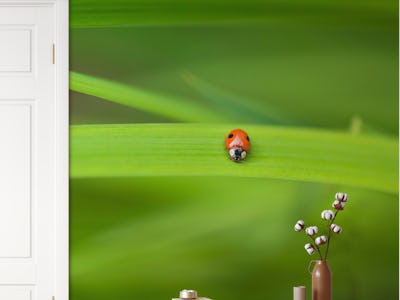 Ladybug on leaf