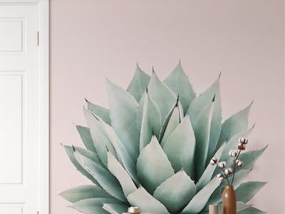 Agave on pink