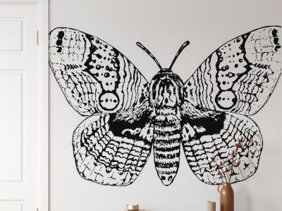 Brahmin moth drawing