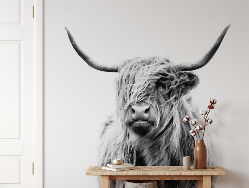 Portrait of a Highland Cow