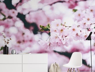 Cherry blossom Stockholm