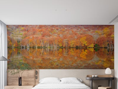 glowing autumn