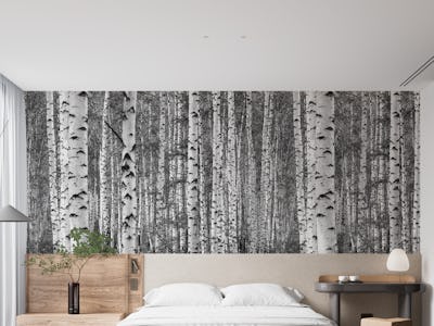 Birch trees black and white xxl
