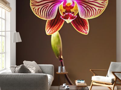 Serene Orchid Radiance