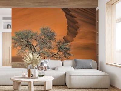 Acacia in the desert