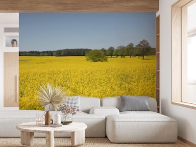 Yellow Flowers Rapeseed Fields