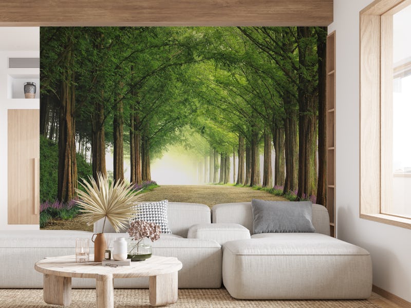 Metasequoia Road
