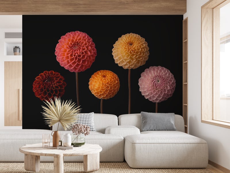 Dahlia Diversity