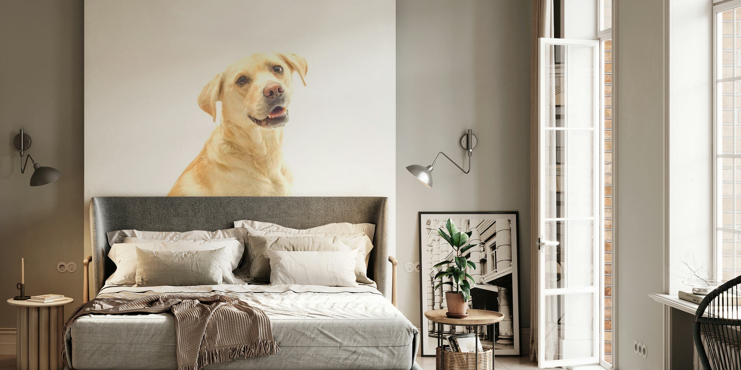Golden Labrador wallpaper