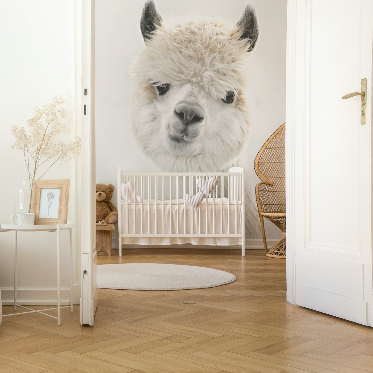 Close-up of a fluffy white alpaca on soft background wallpaper