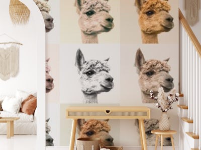 Collage of Alpacas