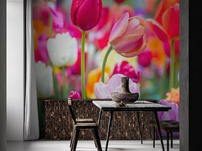 Vibrant Tulips of Keukenhof