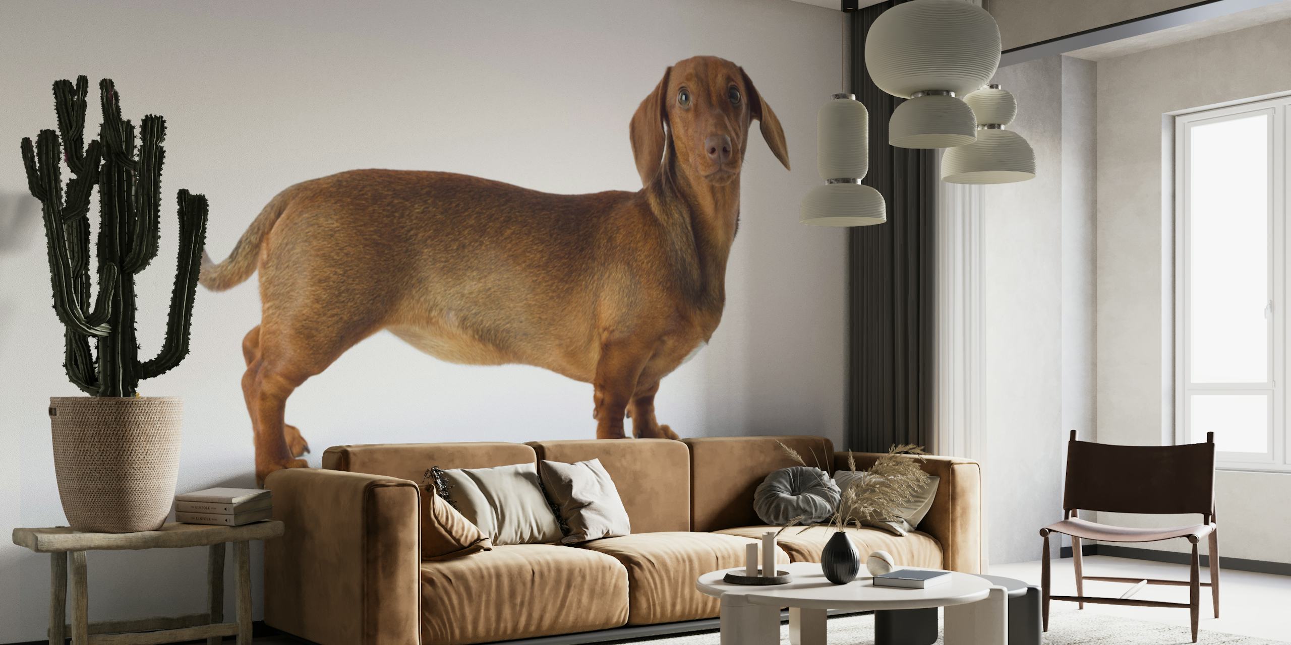 Carta da parati Lovable Dachshund in una stanza elegante