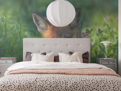 Red fox