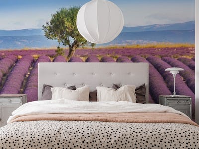 Lavender Haute Provence